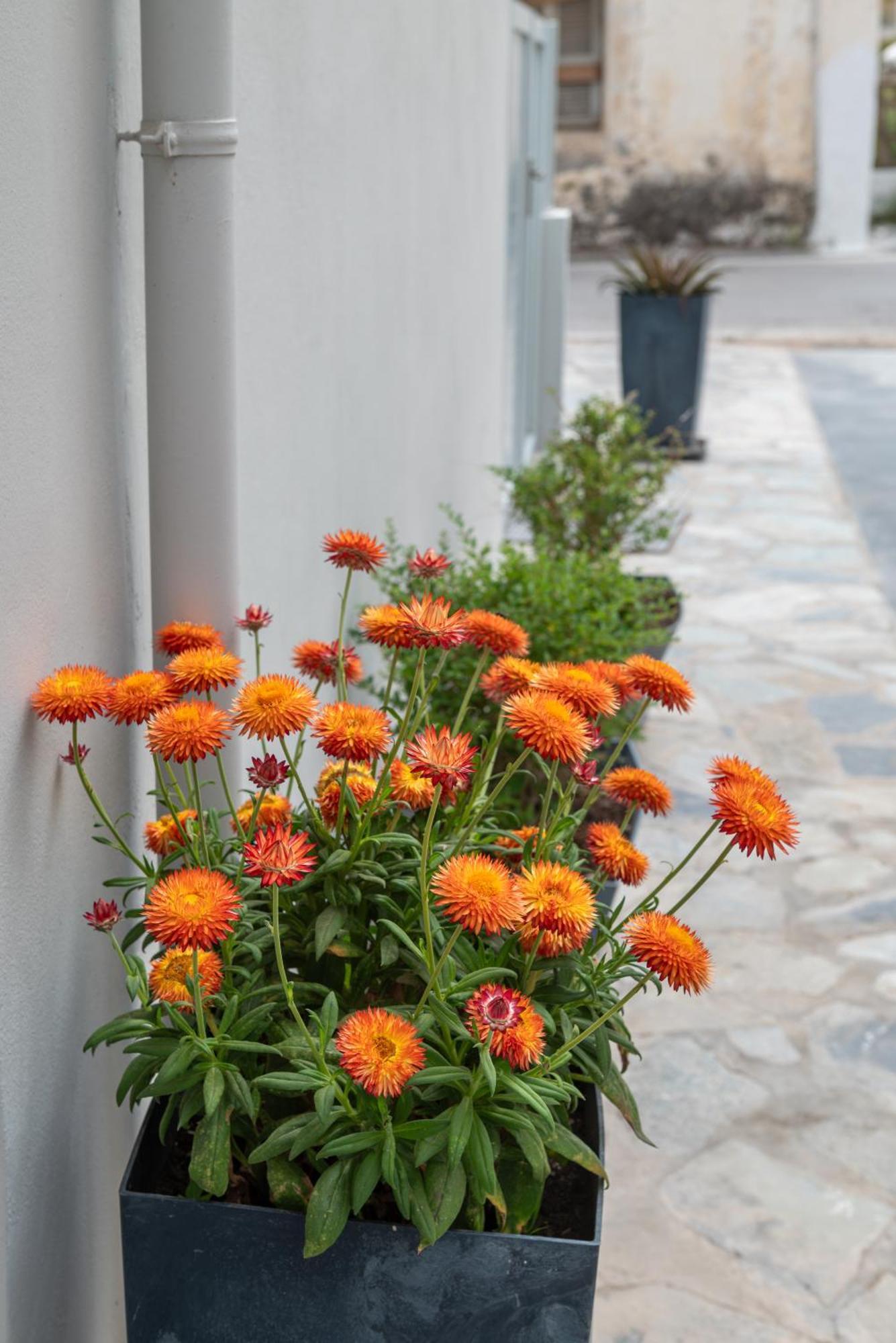 Hyacinthus Executive 5 Min To Kos-Stadt